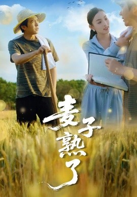 麦子熟了 全集(大结局)